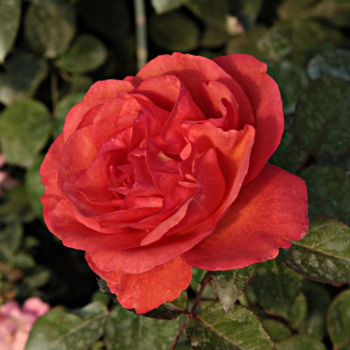 Vendita, rose miniatura, lillipuziane - arancione - Rosa Jaipur™ - rosa non profumata - Mogens Nyegaard Olesen - ,-